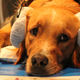 A dog preparing to have its brain scanned in an fMRI.
